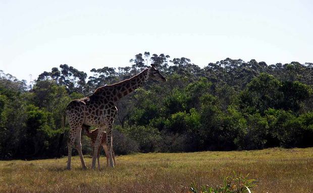 Giraffe at Kragga Kamma Game Reserve Giraffe at Kragga Kamma Game Reserve
