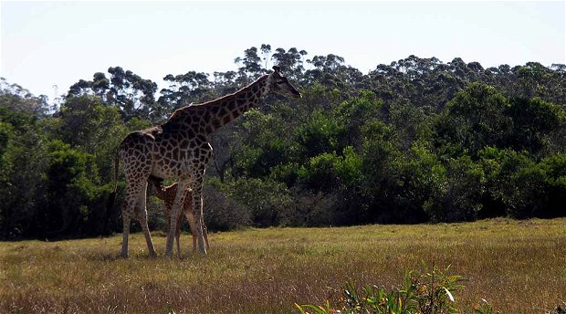 Giraffe at Kragga Kamma Game Reserve