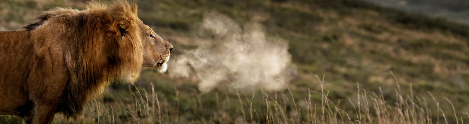 Addo Elephant Park Safari