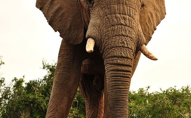 Elephants Elephants