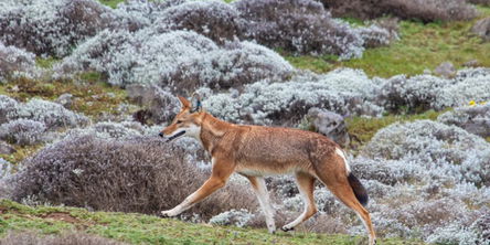 Experience the ups and downs in the Ethiopian Rift Valley