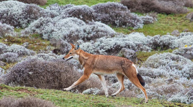 The endemic and rare Ethiopian Wolf in Bale Mountains National Park The endemic and rare Ethiopian Wolf in Bale Mountains National Park