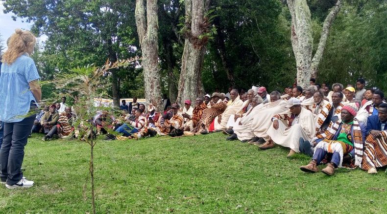 The Songo ( Sidama Elders Council) is a traditional conflict resolution and reconcilation gathering. The Songo ( Sidama Elders Council) is a traditional conflict resolution and reconcilation gathering.