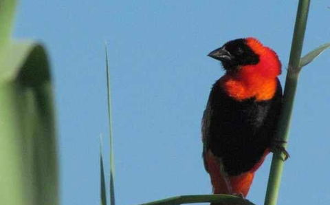Birding