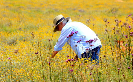 WildFields Apothecary @ Amohela ho Spitskop Country Retreat in the Eastern Free State -  Where we now forage and wild harvest plants to make healing soothing products - for sale and online.