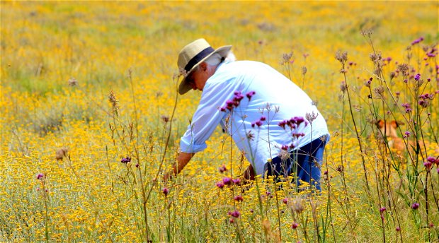 WildFields Apothecary @ Amohela ho Spitskop Country Retreat in the Eastern Free State -  Where we now forage and wild harvest plants to make healing soothing products - for sale and online.