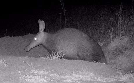 A rare and stunning aardvark emerging from its huge burrow here at Amohela ho Spiyskop Country Retreat in the Eastern Free State - a magical tourism venture -Rewilded for 20 years.