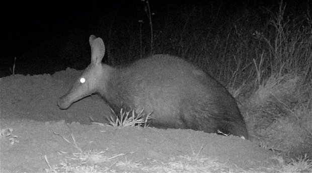A rare and stunning aardvark emerging from its huge burrow here at Amohela ho Spiyskop Country Retreat in the Eastern Free State - a magical tourism venture -Rewilded for 20 years.