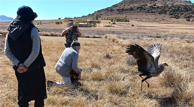 A beautiful secretary bird -called Saggi- is released abck to the wild @ Amohela ho Spitskop Country Retreat- between Ficksburg & Clocolan in the Eastern Free State