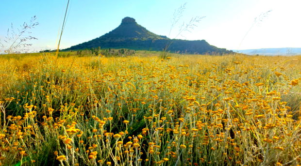 Amohela ho Spitskop Country Retreat & Conservancy -Helichrysum - wild seeded over 20 years where there has been no use of poisons -sprays- chemical fertilizers - proliferates and can be wild harvested to make wonderful smudge sticks- healing dried tea- beautiful infused oils. Amohela ho Spitskop Country Retreat & Conservancy -Helichrysum - wild seeded over 20 years where there has been no use of poisons -sprays- chemical fertilizers - proliferates and can be wild harvested to make wonderful smudge sticks- healing dried tea- beautiful infused oils.