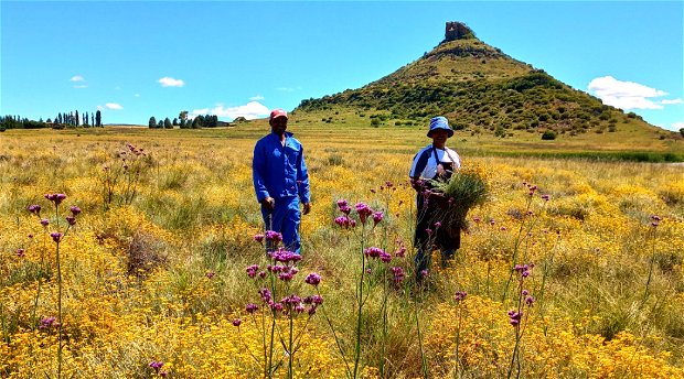 WildFields Apothecary @ Amohela ho Spitskop Country Retreat - Golden Helichrysum Fields - Wild Harvesting for Smudge Body Wands 