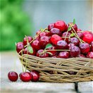 Delicious succulent fresh cherries grown in the Eastern Free State in the Ficksburg & Clocolan districts where Amohela ho Spitskop Country Retreat & Conservancy is siutated. 