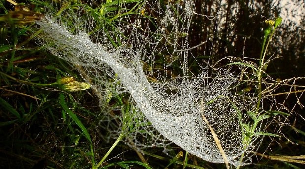 A diamond studded spider web at Amohela ho Spitskop Country Retreat & Conservancy between Ficksburg & Clocolan in the Eastern Free State