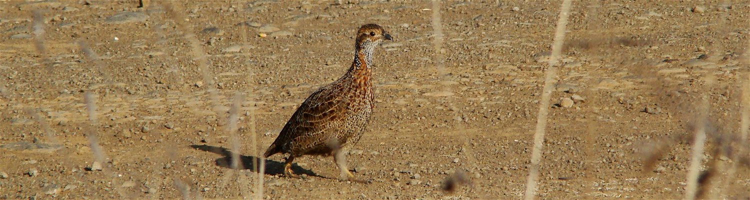 A grey francolin these can be seen at Amohela ho Spitskop Country Retreat near SkyWind self catering cottages.
