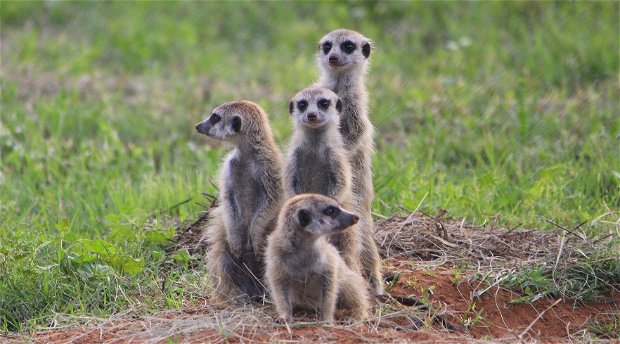 A Family of Meerkats at Amohela ho Spitskop Country Retreat & Conservancy between Ficksburg & Clocolan in the Eastern Free State