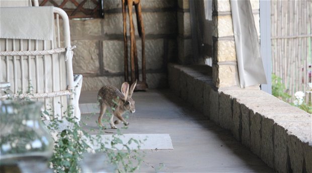 A young scrub hare comes visiting on the veranda at Dassie House, Amohela ho Spitskop Country Retreat & Conservancy between Ficksburg & Clocolan in the Eastern Free State