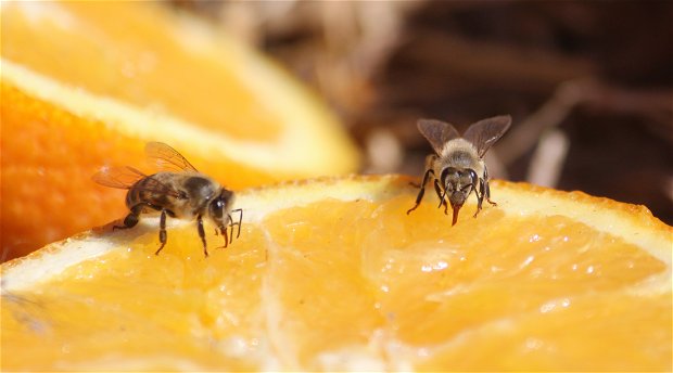 Bees feeding on oranges at Amohela ho Spitskop Country retreat & Conservancy situated in the valley between Ficksburg & Clocolan in the Eastern Free State
