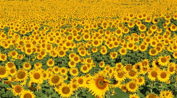 Millions and millions of Sunflowers smiling upon Amohela ho Spitskop Country Retreat 