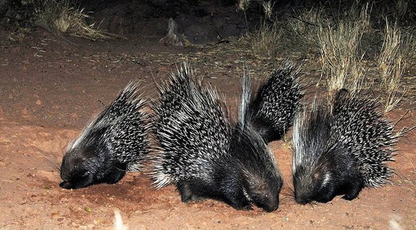 At Amohela ho Spitskop Country Retreat & Conservancy delightful porcupine families come out to root in the mountain.