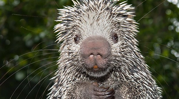 There are many porcupines at Amohela ho Spitskop Country Retreat between Ficksburg & Clocolan in the Eastern Free State