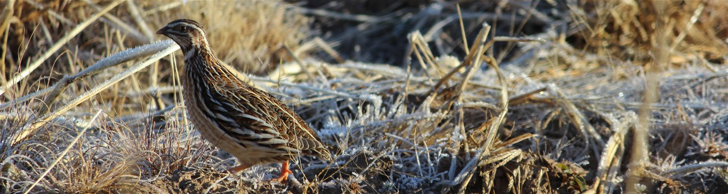 Common quail found on Amohela ho Spitskop Country Retreat & Conservancy.