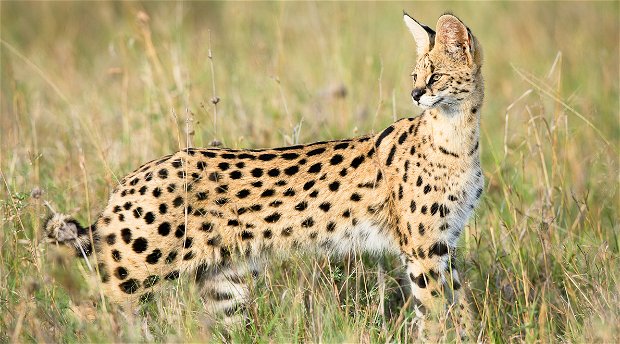 Amohela ho Spitskop Country Retreat - a serval-tierboskat- hunting fat rats on the Retreat.