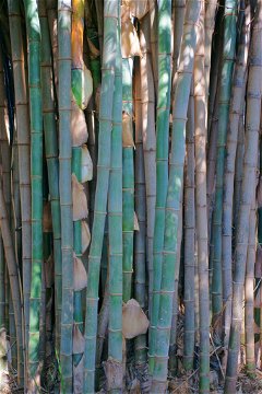 Bamboo close-up.