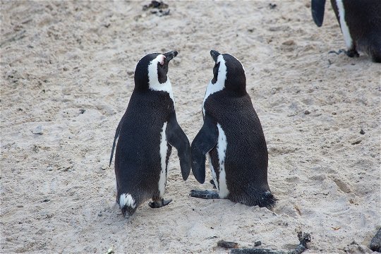 Penguin Lovebirds by Matt Biddulph