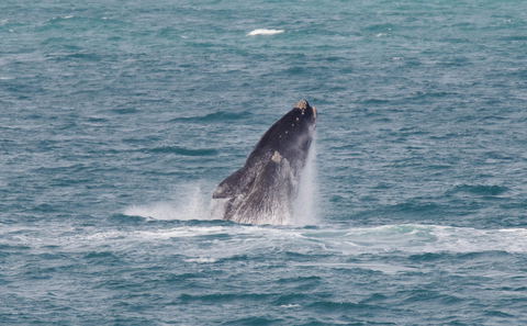 Southern Right Whales