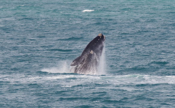 Southern Right Whales