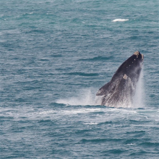 Southern Right Whales