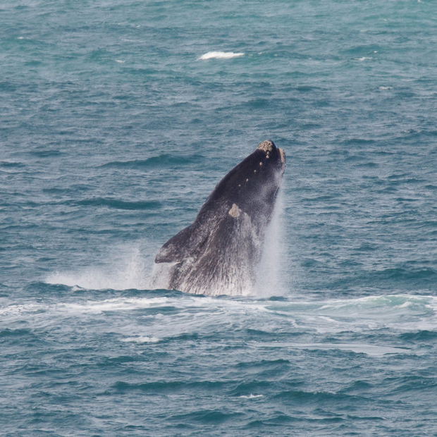 Southern Right Whales Southern Right Whales