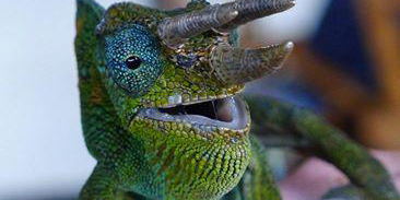 Chameleon Tracking