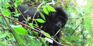 Gorilla Tracking