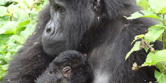 Gorilla Permit