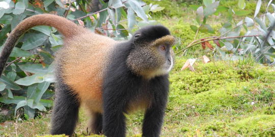 Golden Monkey Tracking
