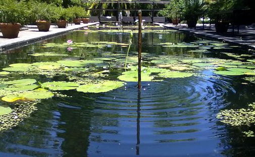 A perfect amble in the Stellenbosch University Botanical Garden