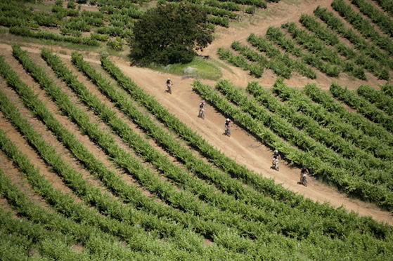 Mountain biking in Stellenbosch