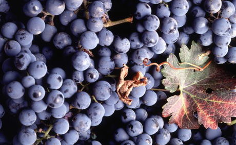 4 Stellenbosch reds to take home with you this winter 4 Stellenbosch reds to take home with you this winter