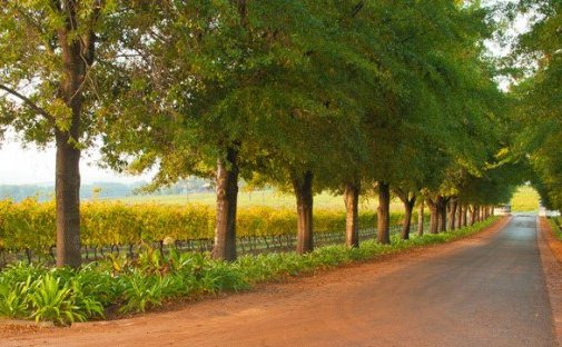 It’s time to celebrate autumn’s arrival in Stellenbosch