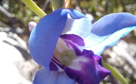 The intensely coloured blue disa (Disa graminifolia) blooms among fynbos in late summer.