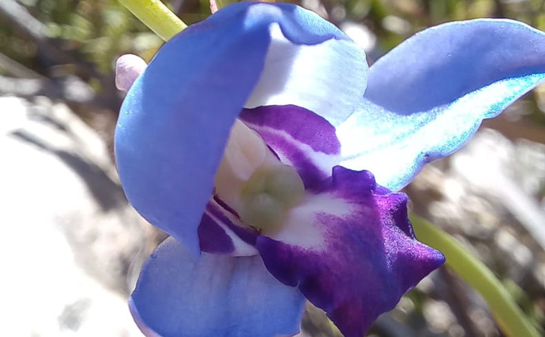 The intensely coloured blue disa (Disa graminifolia) blooms among fynbos in late summer. The intensely coloured blue disa (Disa graminifolia) blooms among fynbos in late summer.