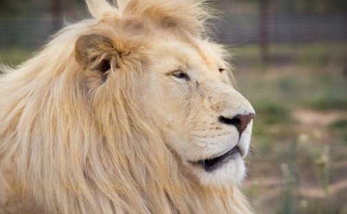 Visit the wildlife of Africa without leaving Stellenbosch Visit the wildlife of Africa without leaving Stellenbosch