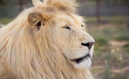 Visit the wildlife of Africa without leaving Stellenbosch Visit the wildlife of Africa without leaving Stellenbosch