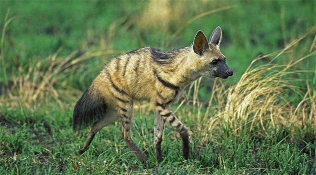 Aarwolf in Kruger National Park South Africa