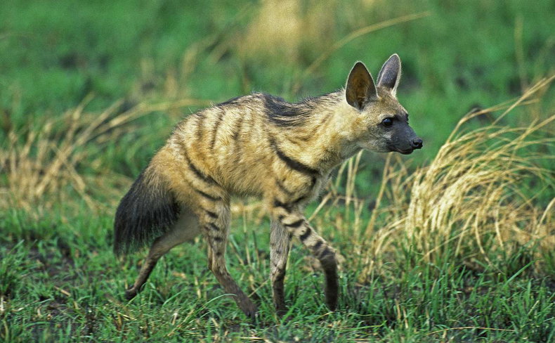 Aarwolf in Kruger National Park South Africa
