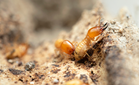 Termites Up Close