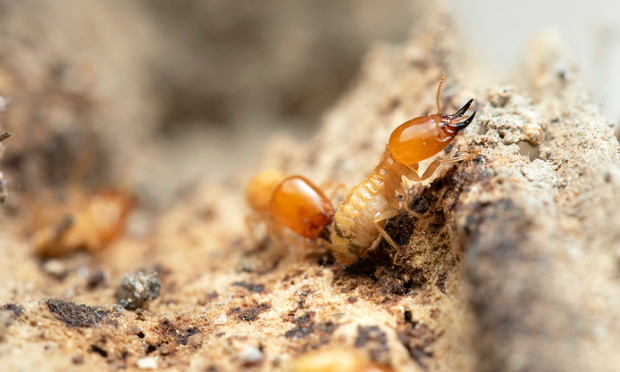 Termites Up Close