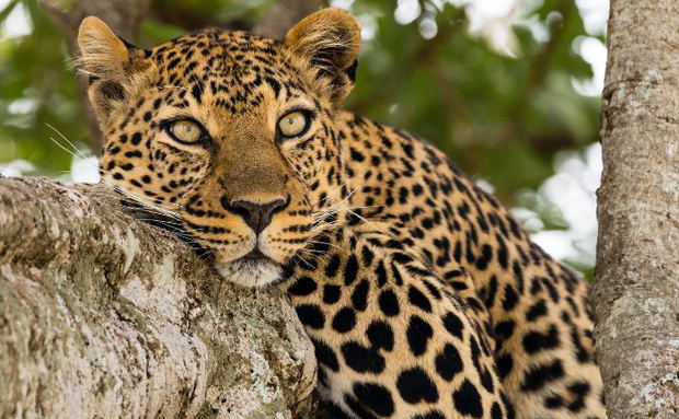 Leopard in a tree