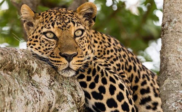 Leopard in a tree